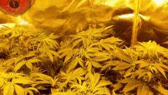 Floraison  16 (15)