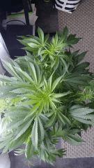 Floraison  20 (7)
