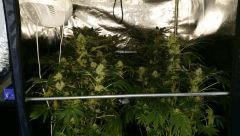 Floraison  46 (22)