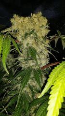 Floraison  62 (7)