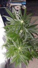 Floraison  31 (2)