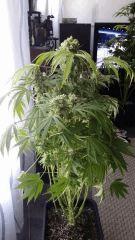 Floraison  61 (18)