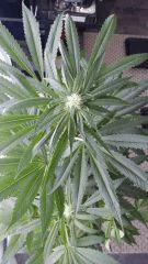 Floraison  32 (1)