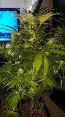 Floraison  42 (4)