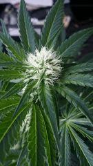Floraison  27 (10)