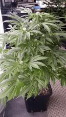 Floraison  31 (19)