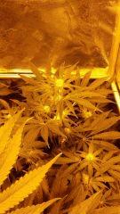 Floraison  26 (7)