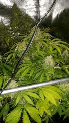 Floraison  69 (6)