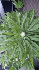 Floraison  36 (17)