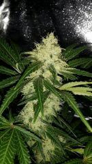 Floraison  44 (19)