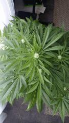 Floraison  32 (16)