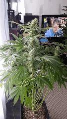 Floraison  45 (18)