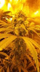 Floraison  49 (9)