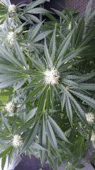 Floraison  35 (9)