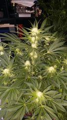 Floraison  29 (12)