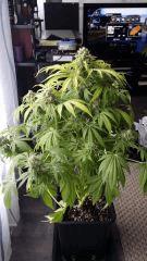 Floraison  70 (9)