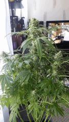Floraison  52 (18)