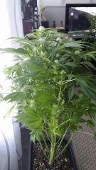 Floraison  37 (6)