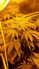 Floraison  26 (10)