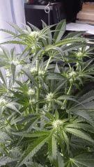 Floraison  23 (7)
