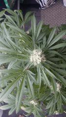 Floraison  54 (5)