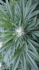 Floraison  46 (3)