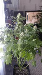 Floraison  54 (18)