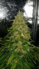 Floraison  67 (9)