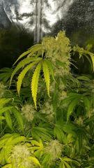 Floraison  69 (1)
