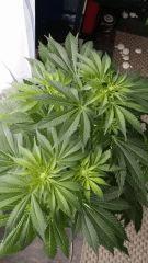 Floraison  28 (15)