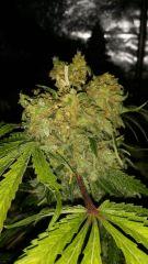 Floraison  67 (5)