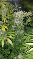 Floraison  69 (3)