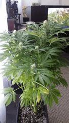Floraison  43 (4)