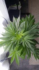 Floraison  18 (1)