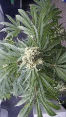 Floraison  52 (21)