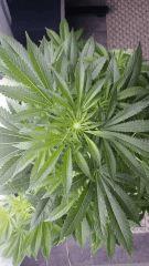 Floraison  23 (13)