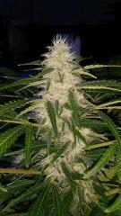 Floraison  54 (12)
