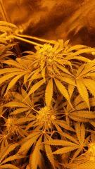 Floraison  60 (4)