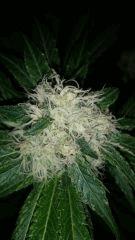 Floraison  41 (11)
