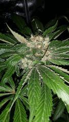 Floraison  53 (13)