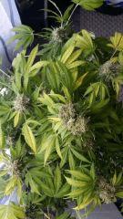Floraison  64 (14)