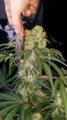 Floraison  54 (23)