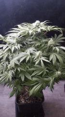 Floraison  51 (6)