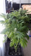 Floraison  52 (8)