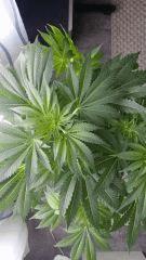Floraison  24 (15)