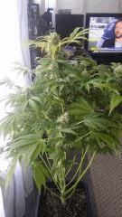 Floraison  56 (9)