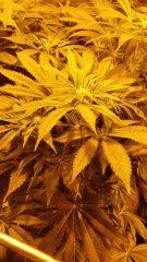 Floraison  26 (11)