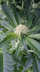 Floraison  28 (8)