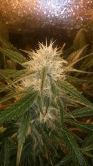 Floraison  50 (16)