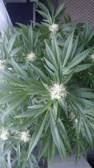 Floraison  37 (9)